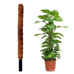 Tuteur Coco Naturel pour Plantes Grimpantes 60 cm. Guide des Fibres Naturelles de Noix de Coco pour Le développement sain des Racines et des vignes dans Votre Jardin ou Votre intérieur. Jardinlife.