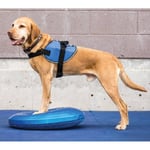 FitPAWS Balansplatta för hund 36 cm blå