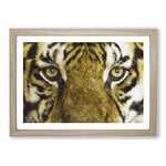 Big Box Art Eye of The Tiger Painting Framed Wall Art Picture Print Ready to Hang, Oak A2 (62 x 45 cm)