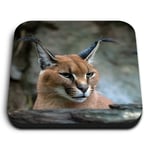 Square MDF Magnets - Caracal African Lynx Cat  #3171