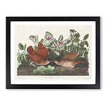 Key West Doves Bird By John James Audubon Vintage Framed Wall Art Print, Ready to Hang Picture for Living Room Bedroom Home Office Décor, Black A2 (64 x 46 cm)