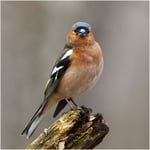 RSPB Greeting Sound Card By Really Wild Cards - Chatfinch