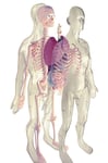 Anatomimodell 56 cm för barn
