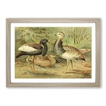 Big Box Art Vintage J.G. Keulemans Florican & MacQueen's Bustard Framed Wall Art Picture Print Ready to Hang, Oak A2 (62 x 45 cm)