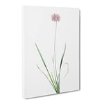 Mouse Garlic Flower By Pierre Joseph Redoute Vintage Canvas Wall Art Print Ready to Hang, Framed Picture for Living Room Bedroom Home Office Décor, 20x14 Inch (50x35 cm)