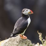 RSPB Greeting Sound Card By Really Wild Cards - Puffin