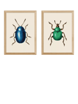 EAST END PRINTS Natural History Museum 'Beetles' Framed Print, Set of 2