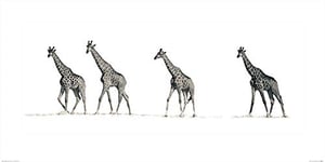 The Art Group Mario Moreno (The Giraffes) -Art Print 50 X 100cm, Paper, Multicoloured, 50 x 100 x 1.3 cm