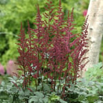 Planta Omnia Garden Astilbe Etna