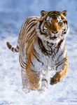 Ravensburger - Puzzle Adulte - Puzzle 500 pièces - Tigre dans la Neige - Adultes et Enfants à partir de 12 Ans - Puzzle de qualité supérieure - Animaux Sauvages - 12000148