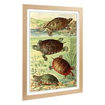 Big Box Art Framed Print of Vintage Fleischmann. Josef American Turtles Design | Wall Art Picture | Home Decor for Kitchen, Living Room, Bedroom, Hallway, Oak, A2 / 24.5x18 Inch / 62x45cm