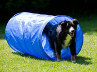 ProCyon Hundebedarf Agility Tunnel - 152cm