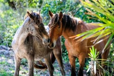 Wild horses roam the lush pastures on Cumberland Island GA