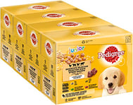 Pedigree Junior Vital Protection Lot de 48 sachets de Nourriture Humide pour Chiots 12 x 100 g (Lot de 4) – 4 variétés en gelée avec Poulet, bœuf, volaille, Agneau