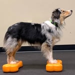 FitPAWS balanceplatform til hunde 2 stk. Mini K9FITbone 29x16,5x6 cm