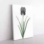 Big Box Art Mourning Iris Flower by Pierre-Joseph Redoute Canvas Wall Art Print Ready to Hang Picture, 76 x 50 cm (30 x 20 Inch), White, Beige, Grey, Black, Green
