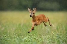 Young roe deer capreolus capreolus buck running fast in the summer rain Dynamic image of wild animal jumping in the air between water drops Wildlife scenery from nature in summer