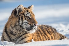 Siberian Tiger in the snow Panthera tigris altaica