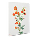 Scarlet Globe Mallow Flowers By Mary Vaux Walcott Vintage Canvas Wall Art Print Ready to Hang, Framed Picture for Living Room Bedroom Home Office Décor, 30x20 Inch (76x50 cm)