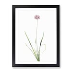 Mouse Garlic Flower By Pierre Joseph Redoute Vintage Framed Wall Art Print, Ready to Hang Picture for Living Room Bedroom Home Office Décor, Black A2 (64 x 46 cm)