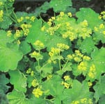 Jättedaggkåpa lat. Alchemilla mollis