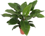 Philodendron Imperial Green, uden potte, 1 stk