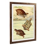 Big Box Art Framed Print of Vintage Fleischmann. Josef Indian Turtles Design | Wall Art Picture | Home Decor for Kitchen, Living Room, Bedroom, Hallway, Walnut, A2 / 24.5x18 Inch / 62x45cm