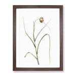 Garlic Flower In Bloom By Pierre Joseph Redoute Vintage Framed Wall Art Print, Ready to Hang Picture for Living Room Bedroom Home Office Décor, Walnut A4 (34 x 25 cm)