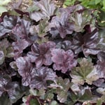 Planta Omnia Garden Alunrot Obsidian