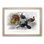 Big Box Art Wild Turkey & Curassow Birds by Oliver Goldsmith Framed Wall Art Picture Print Ready to Hang, Oak A2 (62 x 45 cm)