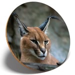 1 x Caracal African Lynx Cat - Round Coaster Kitchen Student Kids Gift #3171