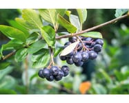 Aronia OMNIA GARDEN Aronia melanocarpa Hugin 20-pack