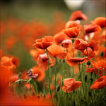 Pro-Art-Bilderpalette de Photos Palette gla1267ze Orange Poppies I Verre, Multicolore, 80 x 80 x 1,5 cm