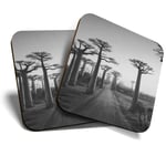 2 x Coasters (BW) - Baobab Trees Madagascar Tree  #38902