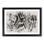 Big Box Art Zebra Vol.4 Watercolour Framed Wall Art Picture Print Ready to Hang, Black A2 (62 x 45 cm)