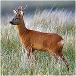 Greeting Sound Card By Really Wild Cards - Roe Deer