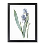 Dalmatian Iris Flower By Pierre Joseph Redoute Vintage Framed Wall Art Print, Ready to Hang Picture for Living Room Bedroom Home Office Décor, Black A2 (64 x 46 cm)