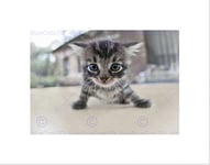 Wee Blue Coo SCARED KITTEN TABBY CAT BLACK FRAME FRAMED ART PRINT PICTURE MOUNT B12X9336