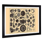 Big Box Art Framed Print of Encyclopedia Human Biology Eyes (1) Design | Wall Art Picture | Home Decor for Kitchen, Living Room, Bedroom, Hallway, Black, A2 / 24.5x18 Inch / 62x45cm