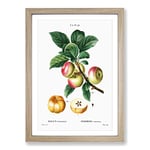 Big Box Art Apple Tree Branch by Pierre-Joseph Redoute Framed Wall Art Picture Print Ready to Hang, Oak A2 (62 x 45 cm)