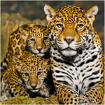  Jaguar - Endangered Species Greeting Sound Card By Really Wild Cards