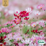 Fröpåse Eco Grow Rosenskära Mix Cosmos Bipinnatus