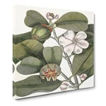 Balsam Tree Flowers by Mark Catesby Vintage Canvas Wall Art Print Ready to Hang, Framed Picture for Living Room Bedroom Home Office Décor, 14x14 Inch (35x35 cm)