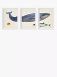 EAST END PRINTS Natural History Museum 'Whale' Framed Print, Set of 3