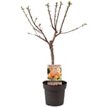 Plant In A Box - Prunus Armeniaca - Abricotier - Arbre fruitier - ⌀21cm - Hauteur 90-100cm