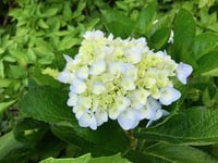 Hortensia vit 'Endless Summer The Bride' CO 1-p