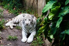 White tiger  Panthera tigris tigris in captivity