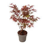 Japansk lönn - Acer palmatum 'Atropurpureum' - Höjd 35-55cm - ⌀15cm