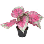 Mr Plant Kunstig Plante Rexbegonia 20cm