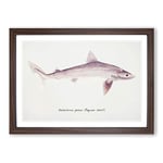 Big Box Art Illustration of a Requiem Shark by F.E. Clarke Framed Wall Art Picture Print Ready to Hang, Walnut A2 (62 x 45 cm)